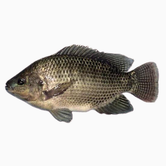 Tilapia