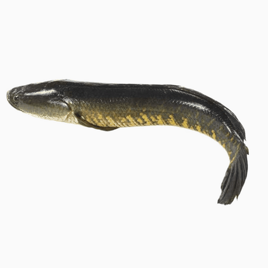 Snakehead Fish