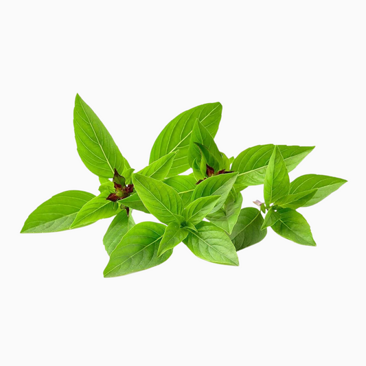 Basil