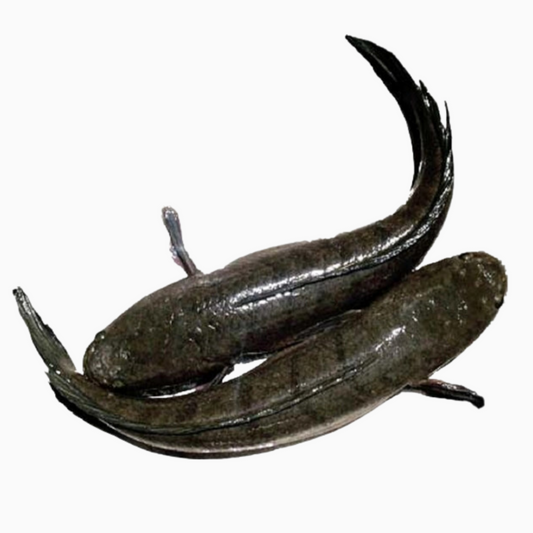 Whole Snakehead (Small)