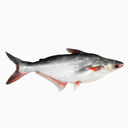 Whole Pangasius (Large)