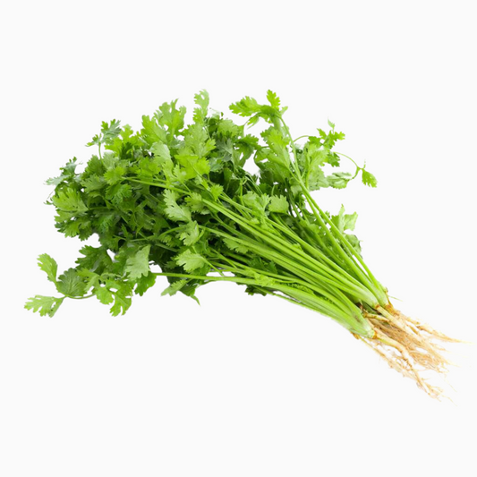 Cilantro